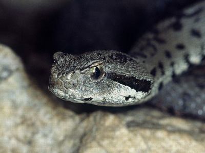 Vipera bornmuelleri