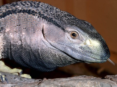 Varanus albigularis