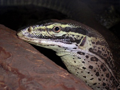 Varanus gouldi