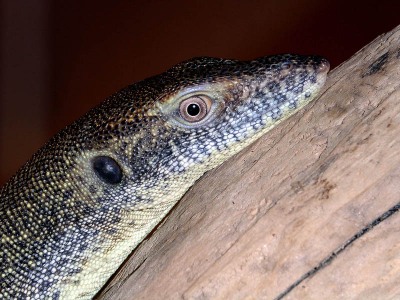 Varanus mertensis