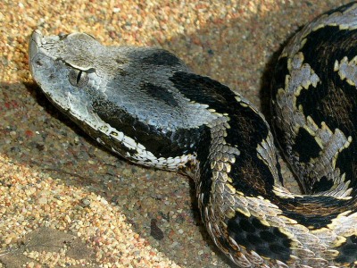 Vipera latastei gaditana