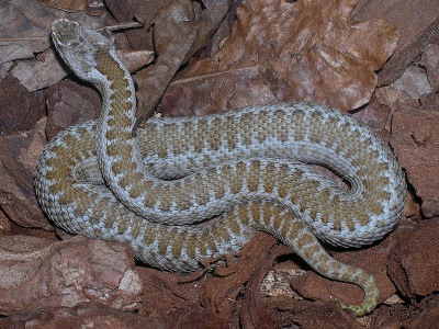 Vipera dinniki