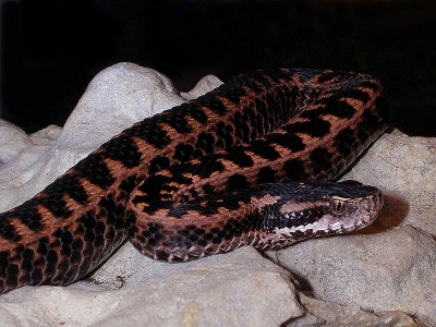 Vipera dinniki