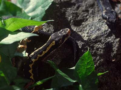 Vipera kaznakovi