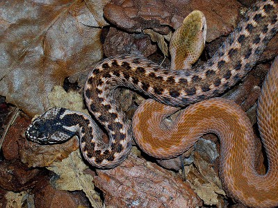 Vipera orlovi