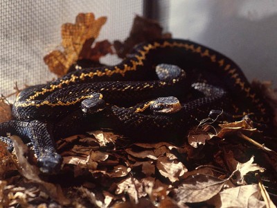 Vipera kaznakovi