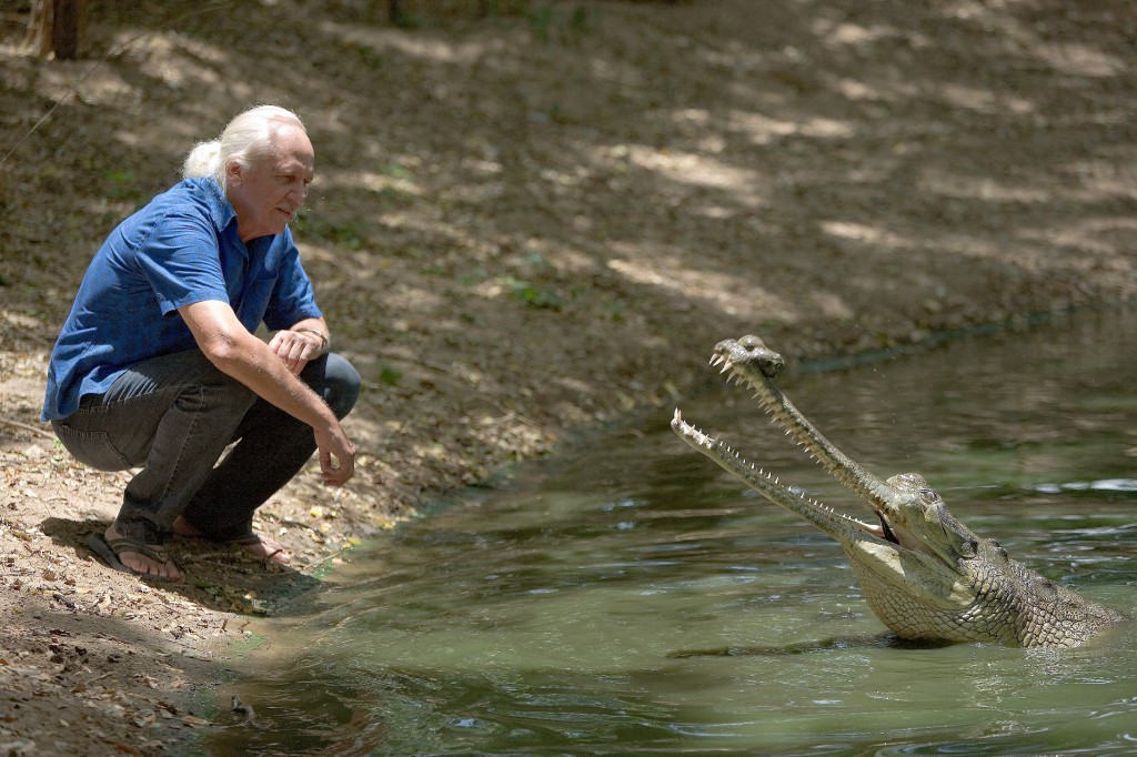 1MB ROM AND MALE GHARIAL, PHOTO BY SARAVANAKUMAR -